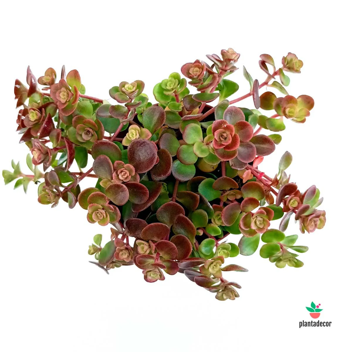 Sedum Tetractinum "Coral Reef"
