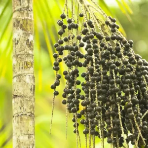 Acaí – Euterpe oleracea