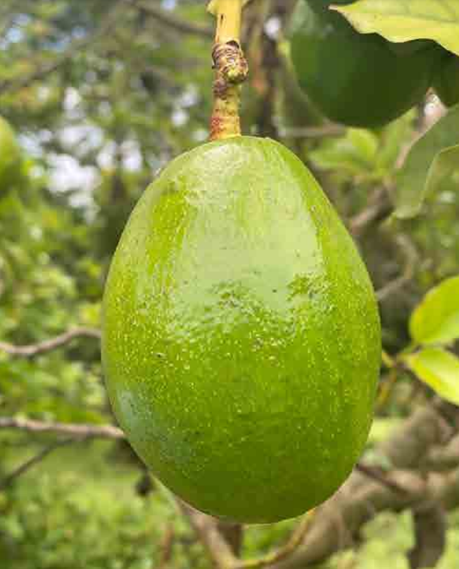 Plantón de Aguacate Simmonds