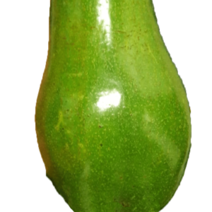 Plantón de Aguacate Benet