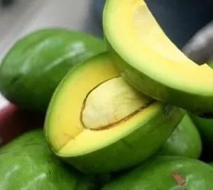 Plantón de Aguacate Mantequilla
