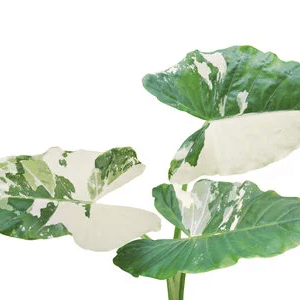 Alocasia Macrorrhiza Variegata