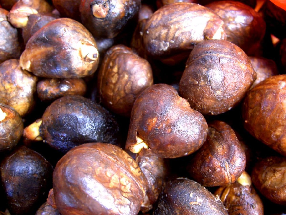 Fruta de Pan – Artocarpus Altilis - Imagen 5