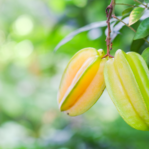 Fruta Estrella – Averrhoa carambola