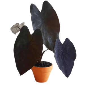 Colocasia Black Magic