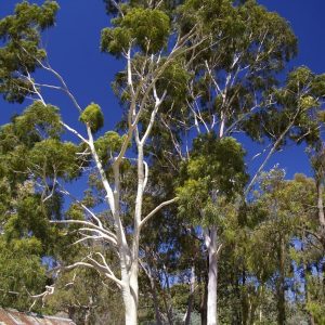 Eucalipto limón – Eucalyptus citriodora Hook