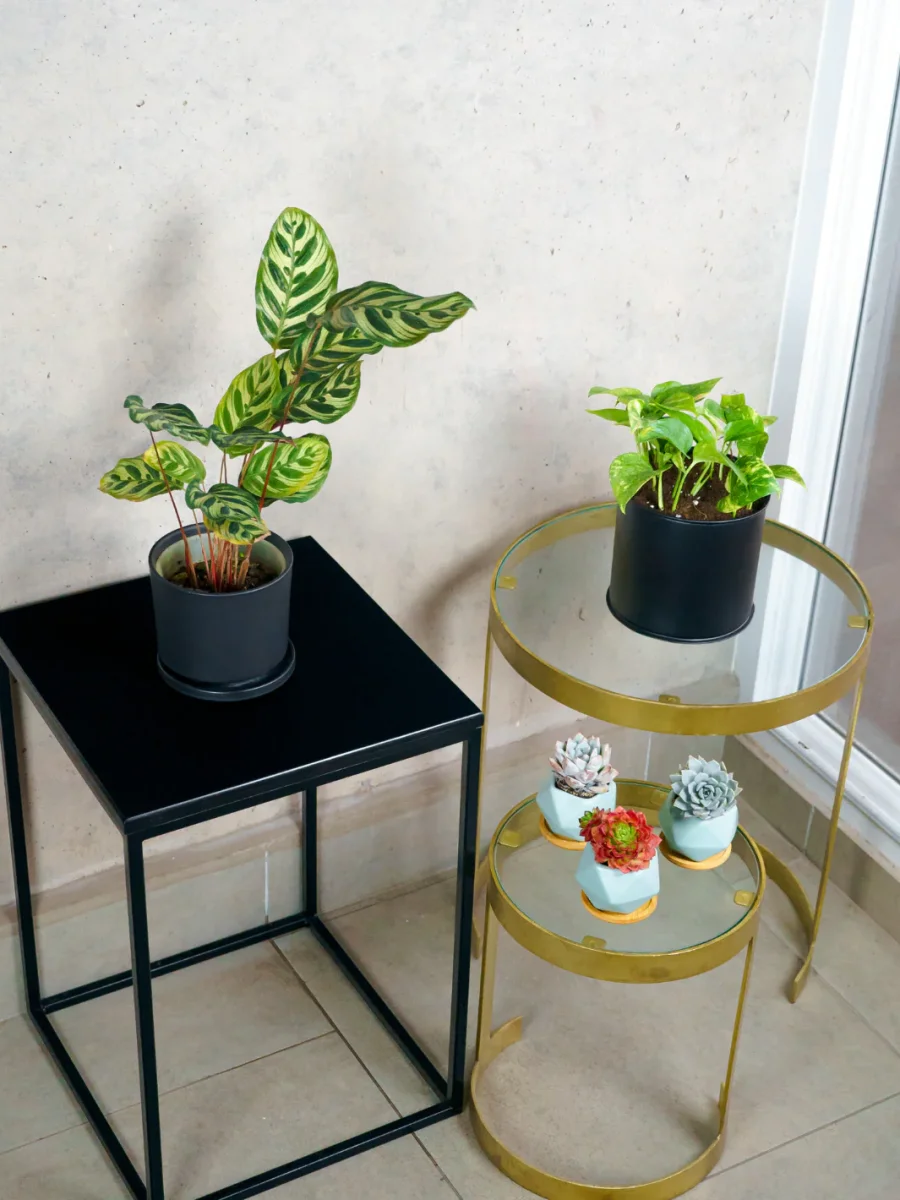 Pack Muebles - Imagen 2