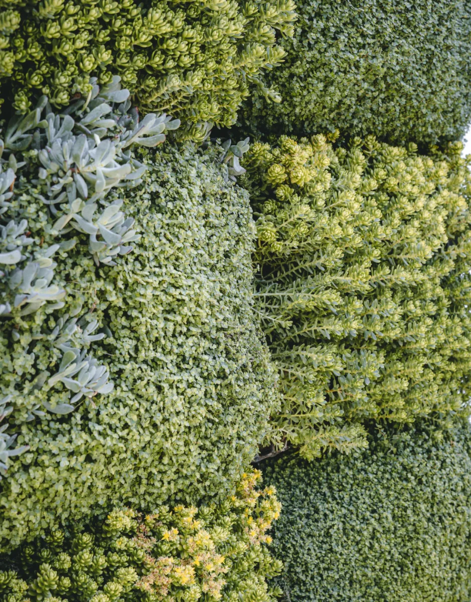 Muro Vertical Verde Rectangular - Imagen 3
