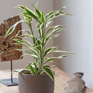 Bambu Chino Dracaena sanderiana ‘White Stripe’