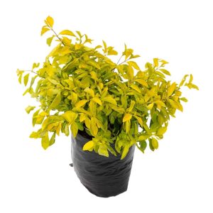 Duranta Limón – Duranta erecta