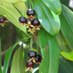 Grumichama o Cereza de Brasil – Eugenia brasiliensis
