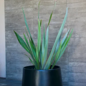 Lupe (Pita Verde)