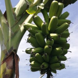 Platano Hawaiano