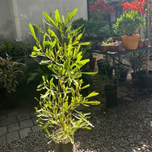 Stenocarpus Verde
