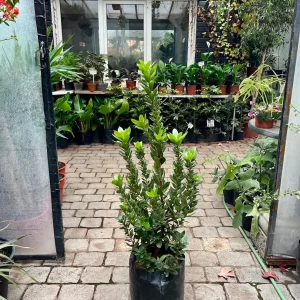 Madroño L (Arbutus Unedo)