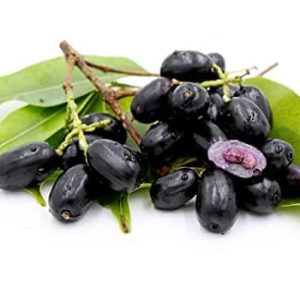 Jambolán Syzygium cumini