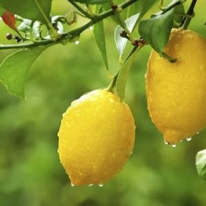 Limón Meyer – Citrus meyerii Y