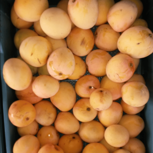 Mango Piña