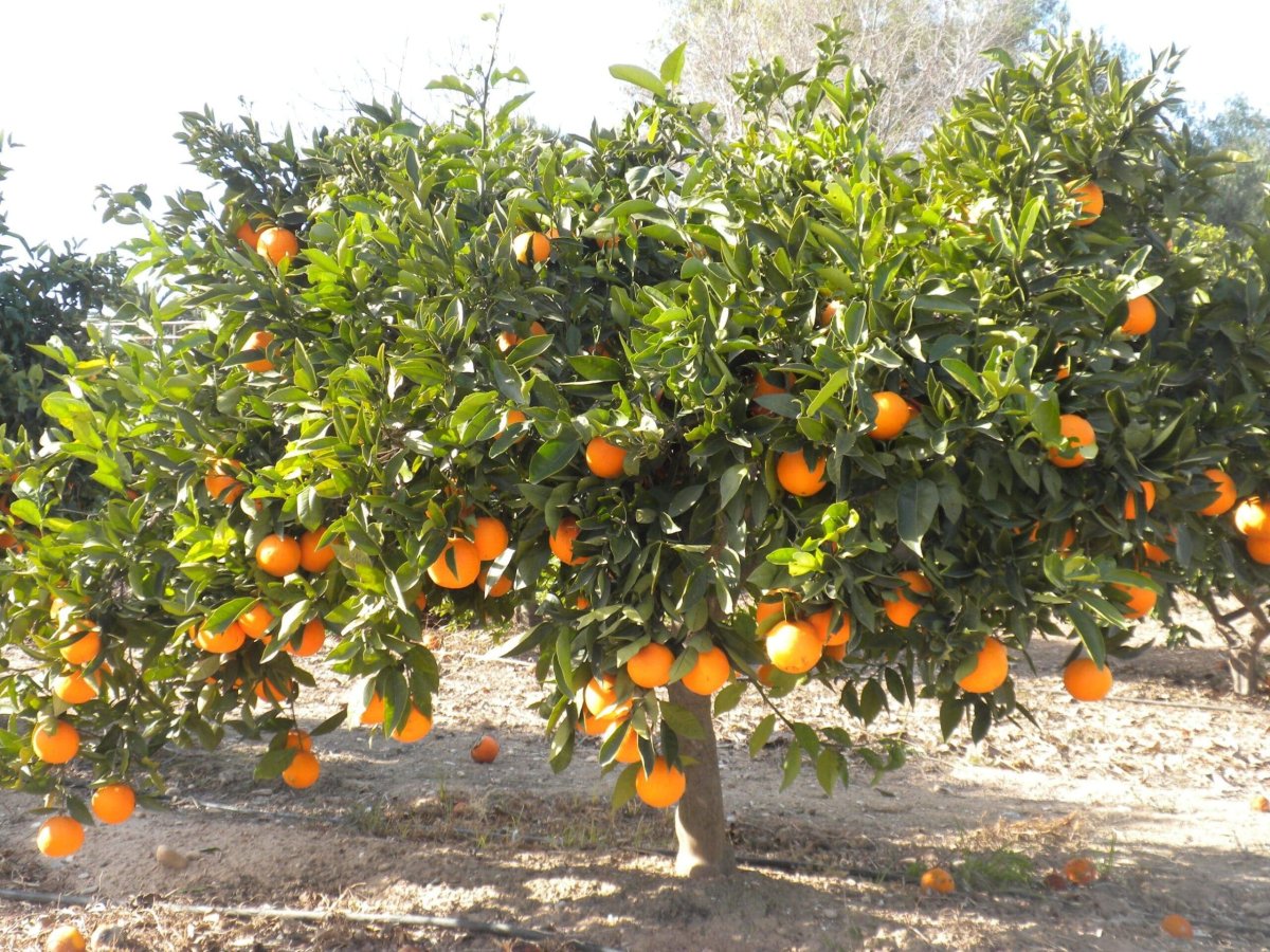 Naranja Valencia Pulpa Roja Grande