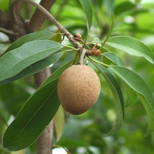 Níspero Zapotillo – Manilkara Zapota