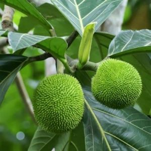 Fruta de Pan – Artocarpus Altilis