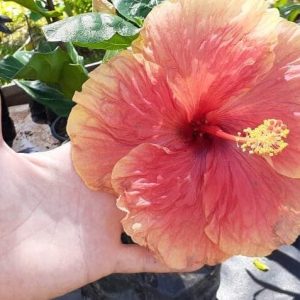 Hibiscus – Papo Injertado Bicolor Satinado