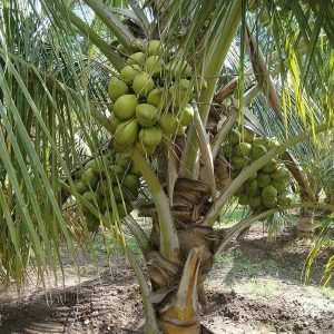 Pipa Enana Criolla