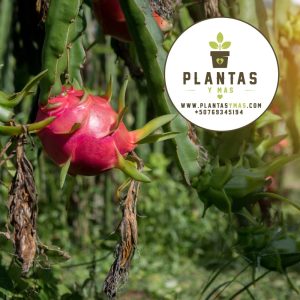 Pitahaya Roja Orejona Hylocereus Undatus