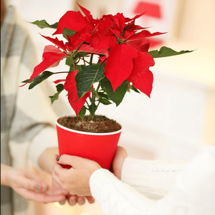 Flor de Navidad – Poinsettia - Imagen 2