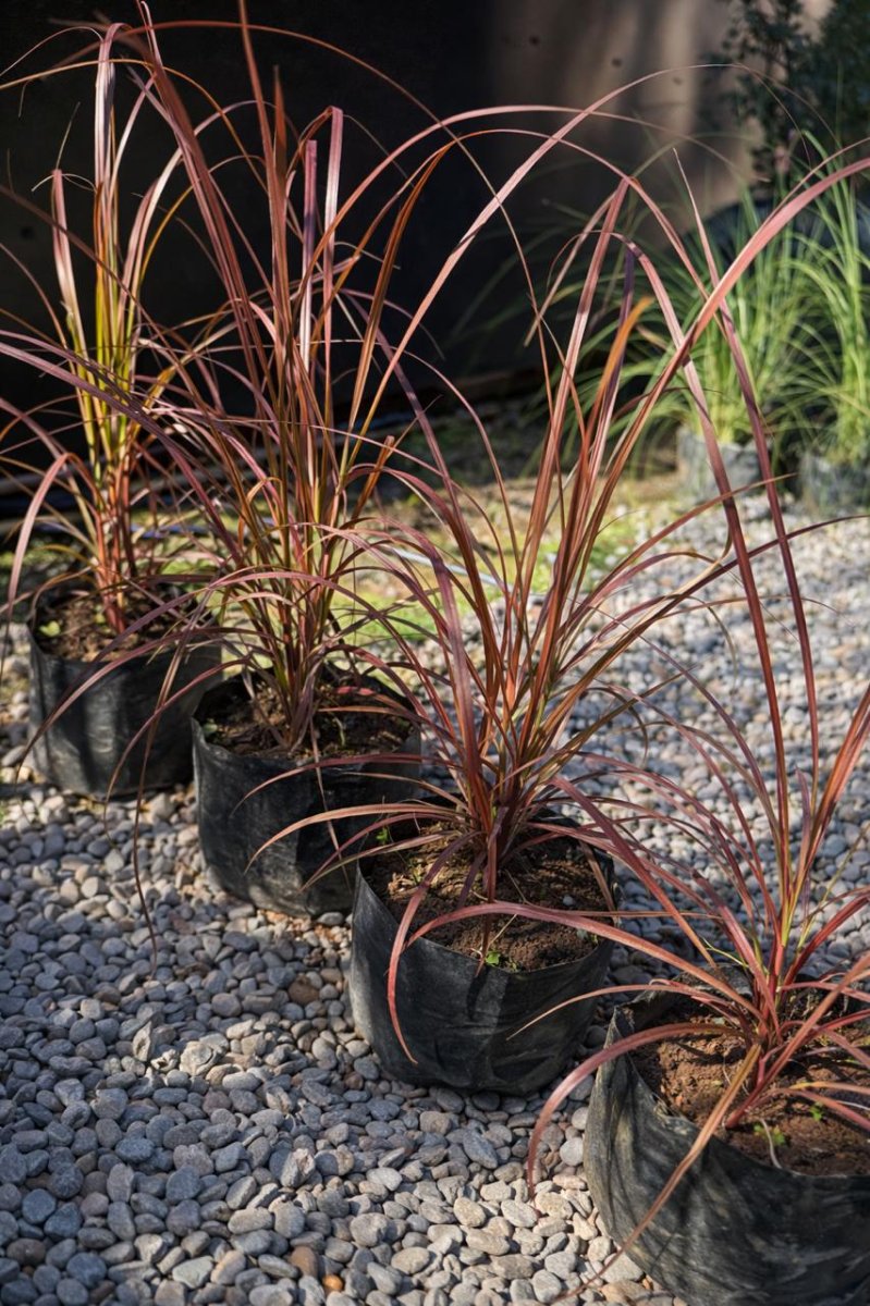 Pasto Púrpura (Penisetum rubra) - Imagen 2