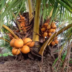 Coco Enano Amarillo Malasino