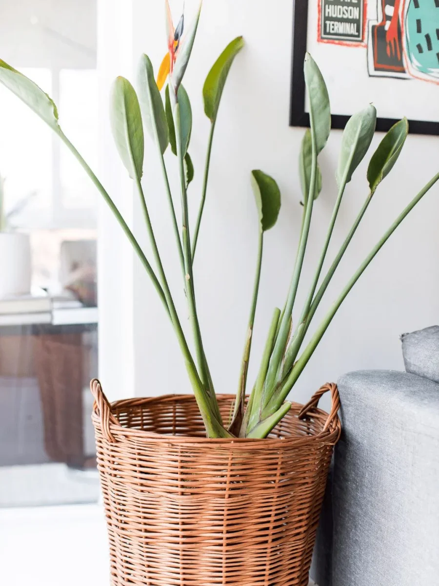 Flor Del Pájaro XL (Strelitzia Reginae) - Imagen 4
