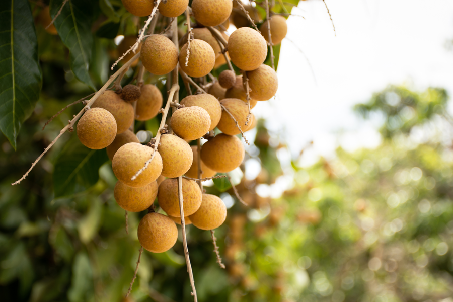 Longan – Dimocarpus longan - Imagen 2