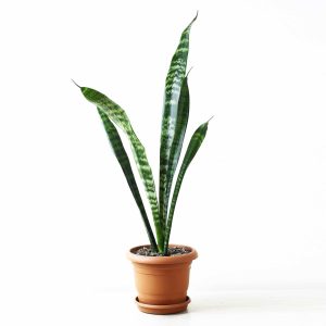 Dracaena Trifasciata