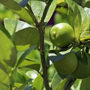 Limón Criollo (Citrus Aurantifolia)