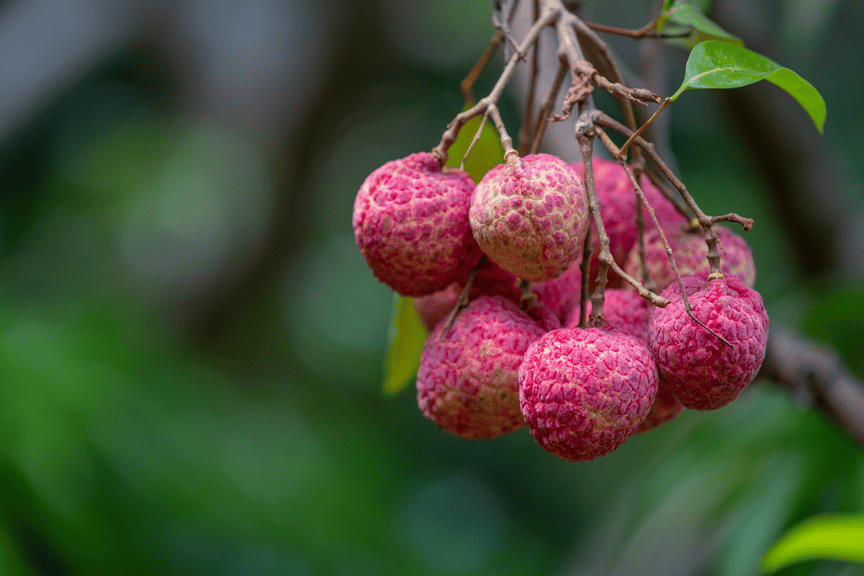 Litchi Chinensis