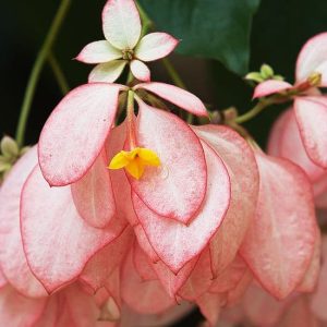 Musaenda Rosada o Aurora (Mussaenda philippica)