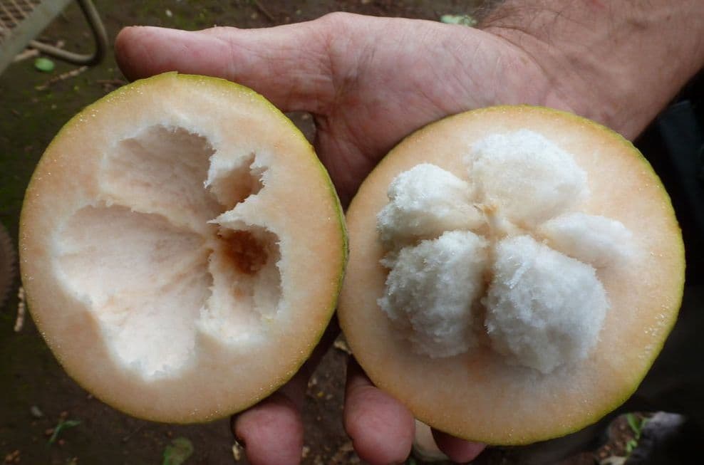 Santol – Sandoricum koetjape - Imagen 2
